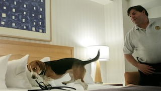 Your Bedbug Sex Questions, Answered
